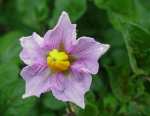 Rooster, potato flowers